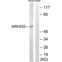 ARHGEF5 Antibody