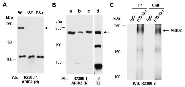 ARID2 (N) Antibody, Rabbit Polyclonal