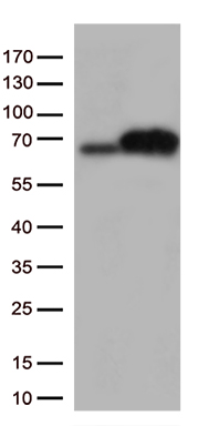 ARIH2 Antibody