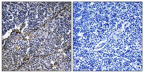 Collagen XIX α1 Antibody