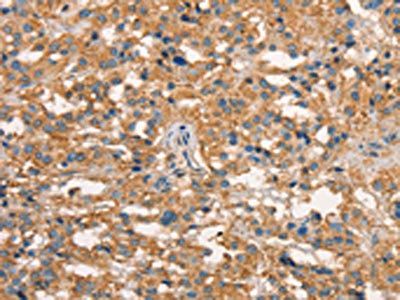 ART4 Antibody