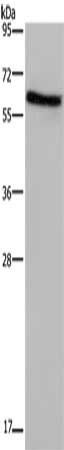 ART4 Antibody