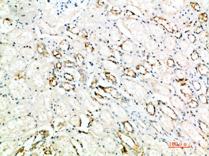 ART4 Antibody