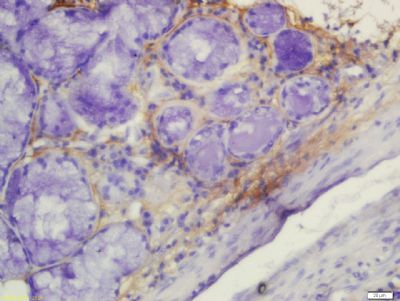 ARTS1 Rabbit Polyclonal Antibody