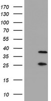 ASCC2 Antibody