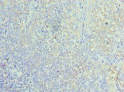 ASF1A Antibody
