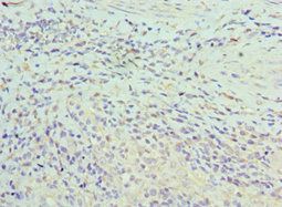 ASF1A Antibody