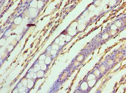 ASF1A Antibody