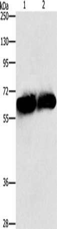 ASNS Antibody