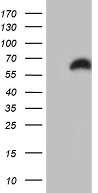 ASS1 Antibody