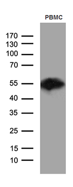 ASS1 Antibody