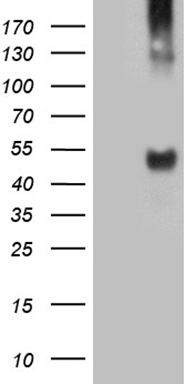 ASS1 Antibody