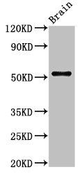 ASZ1 Antibody