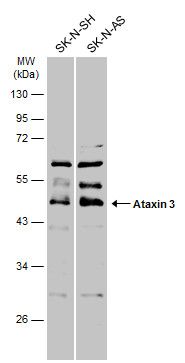 Ataxin 3 antibody