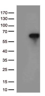ATF 4 Antibody