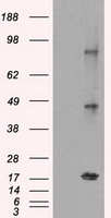 ATF 4 Antibody