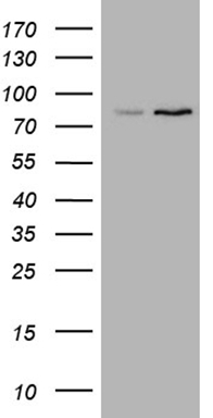 ATF1 Antibody