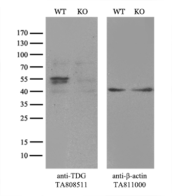 ATF1 Antibody