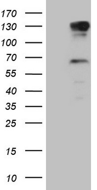 ATF1 Antibody