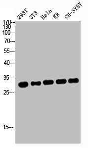 ATF1 Antibody