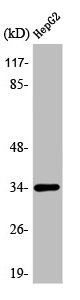ATF1 Antibody