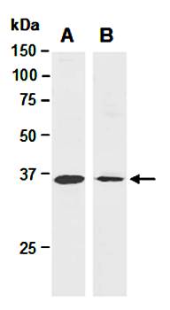 ATF1 (C) Antibody, Rabbit Polyclonal