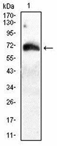 ATG16L1 Antibody