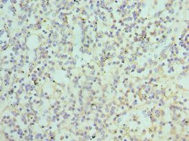 ATG16L1 Antibody