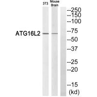 ATG16L2 Antibody