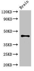 ATG4B Antibody