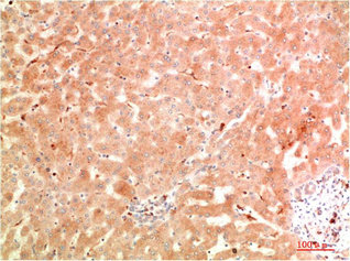 ATG5 Antibody