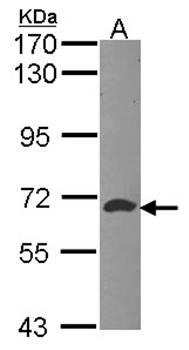 ATIC Rabbit Polyclonal Antibody