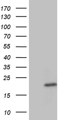 YME1L1 Antibody