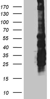 YME1L1 Antibody