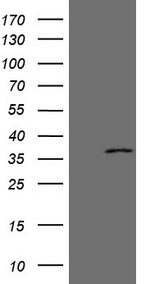 YME1L1 Antibody