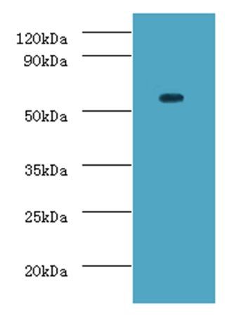 DDX19A Antibody