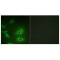 Atp1a1 Antibody