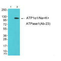 Atp1a1 Antibody