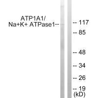 Atp1a1 Antibody