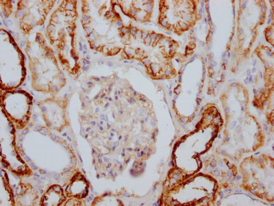 ATP1A1 Antibody