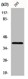 ATP1B3 Antibody