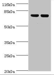 ATP5F1A Antibody