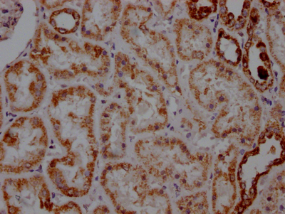 ATP5A1 Antibody