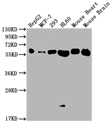 ATP5A1 Antibody