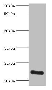 ATP5O Antibody