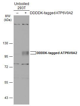 ATPase H+ transporting V0 subunit a2 Antibody