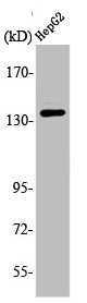 ATXN2 Antibody