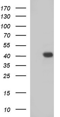 ATXN7L1 Antibody