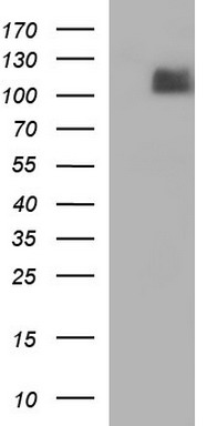ATXN7L1 Antibody