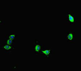AURKA Antibody